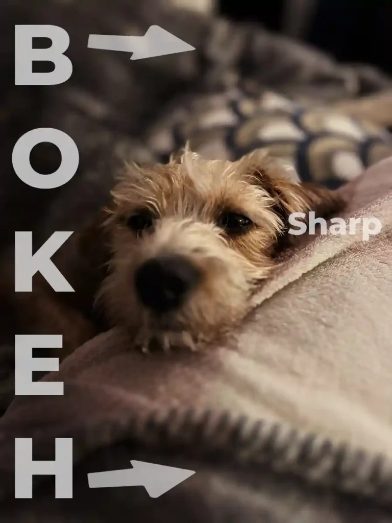 Bokeh video principles animated using this dog image by Vermillion Films Video Production Company in Birmingham